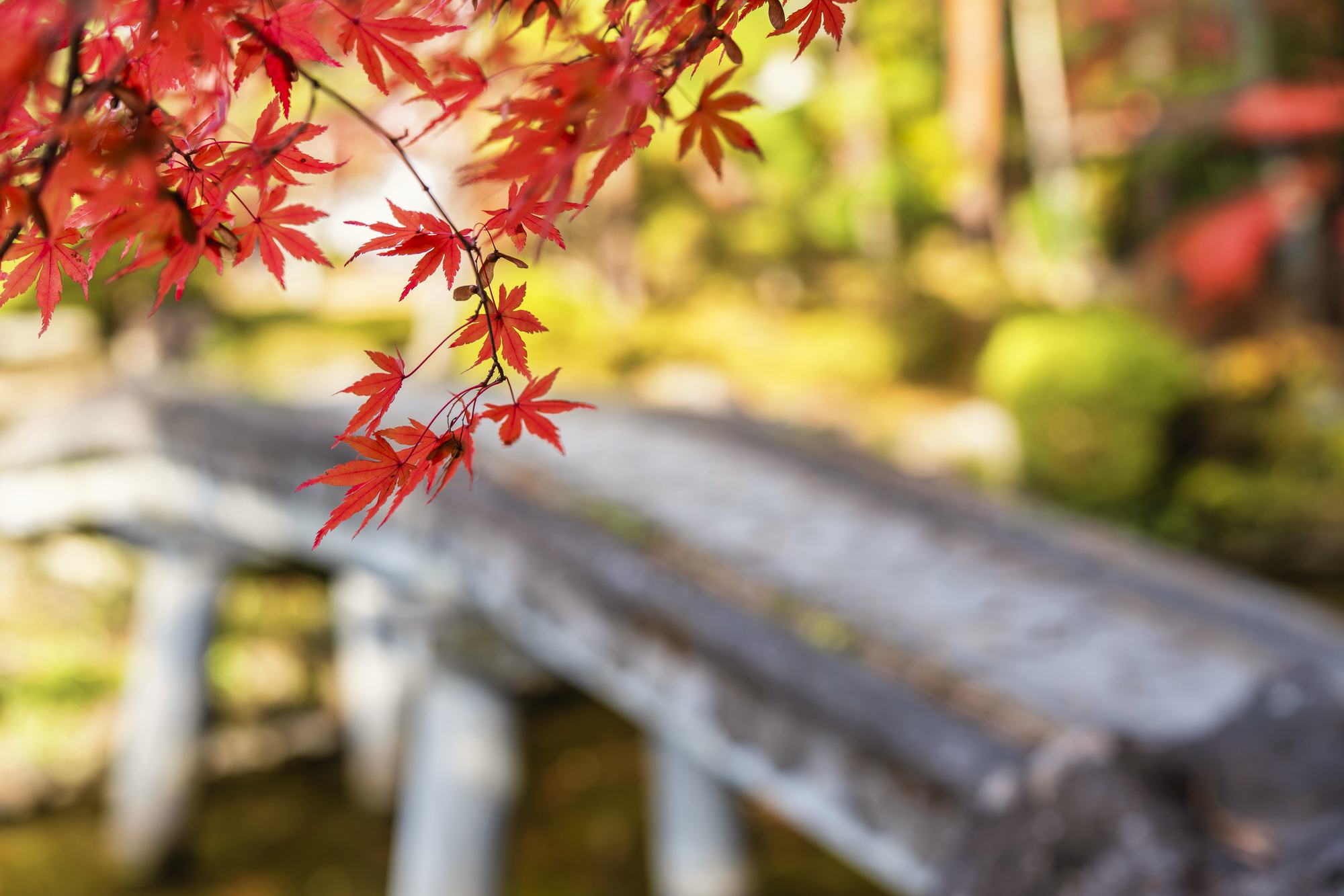 紅葉と日本庭園