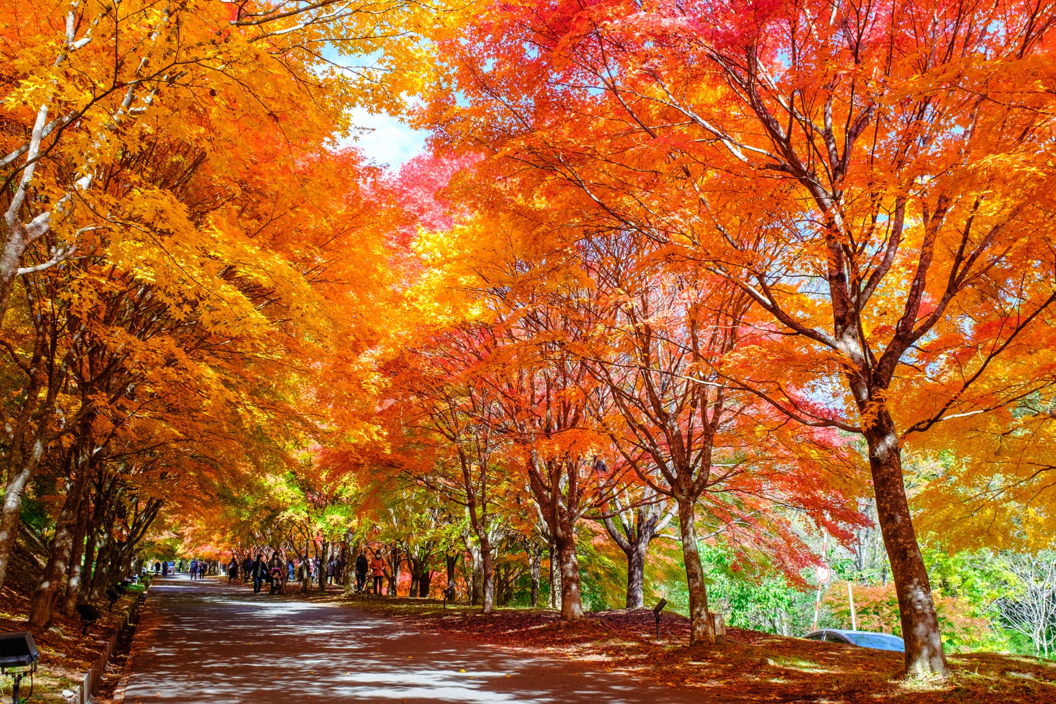 紅葉狩りの見頃はいつ？