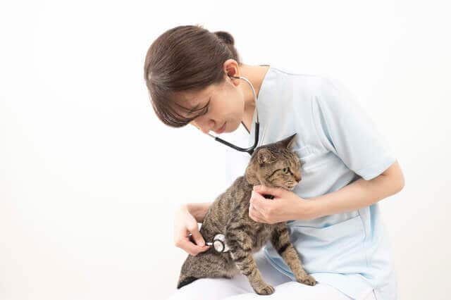 猫の病気やケガにかかる診療費はどのくらいかかるの？